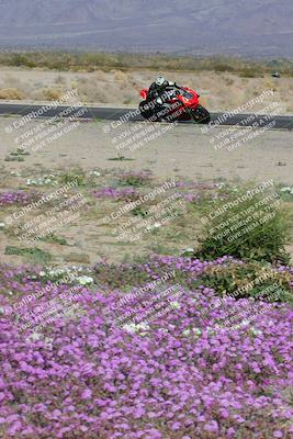 media/Feb-04-2023-SoCal Trackdays (Sat) [[8a776bf2c3]]/Turn 15 Inside Blooming (1050am)/